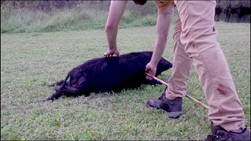 Testing Flint, primitive atlatl spear on a HOG!