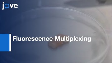 Colorectal Cancer Cell Surface Protein Profiling Using Antibody Microarray l Protocol Preview