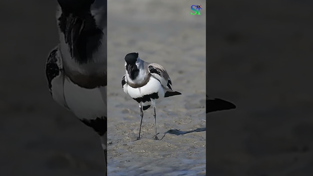 River Lapwing grooving to the nature's