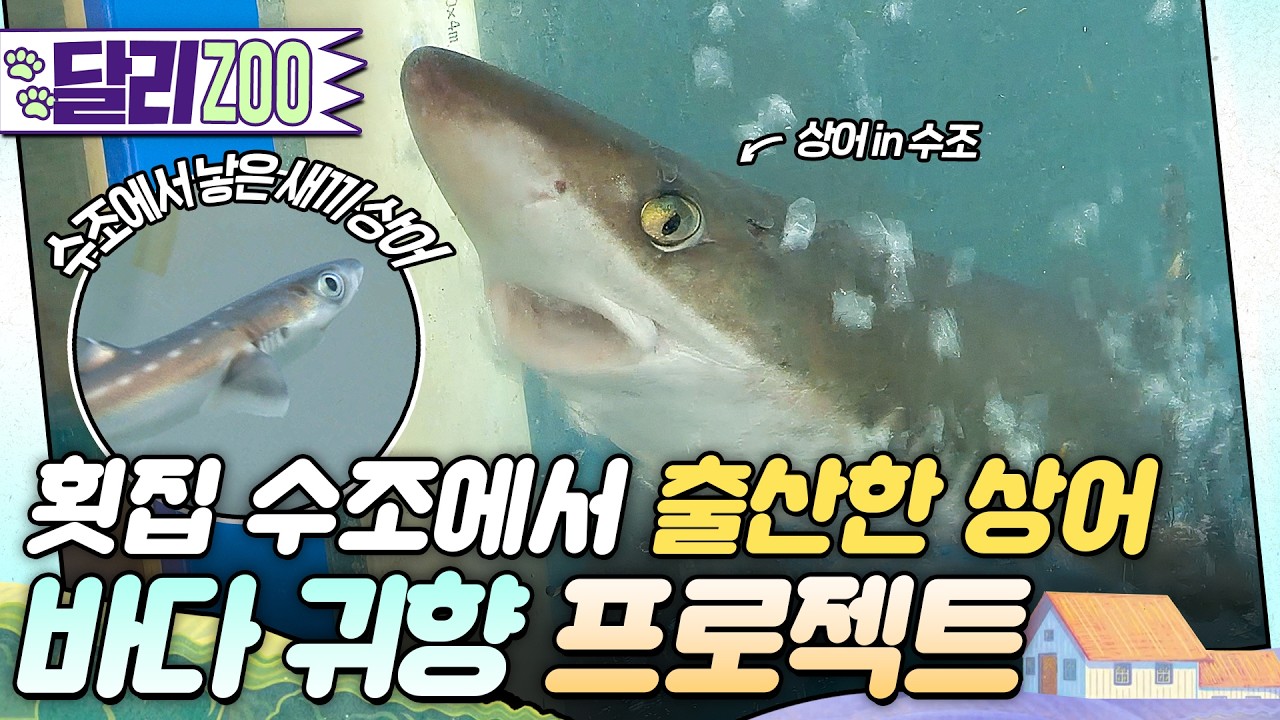 횟감으로 들여온 상어가 새끼를 낳았다?🦈 #동물농장 #달리