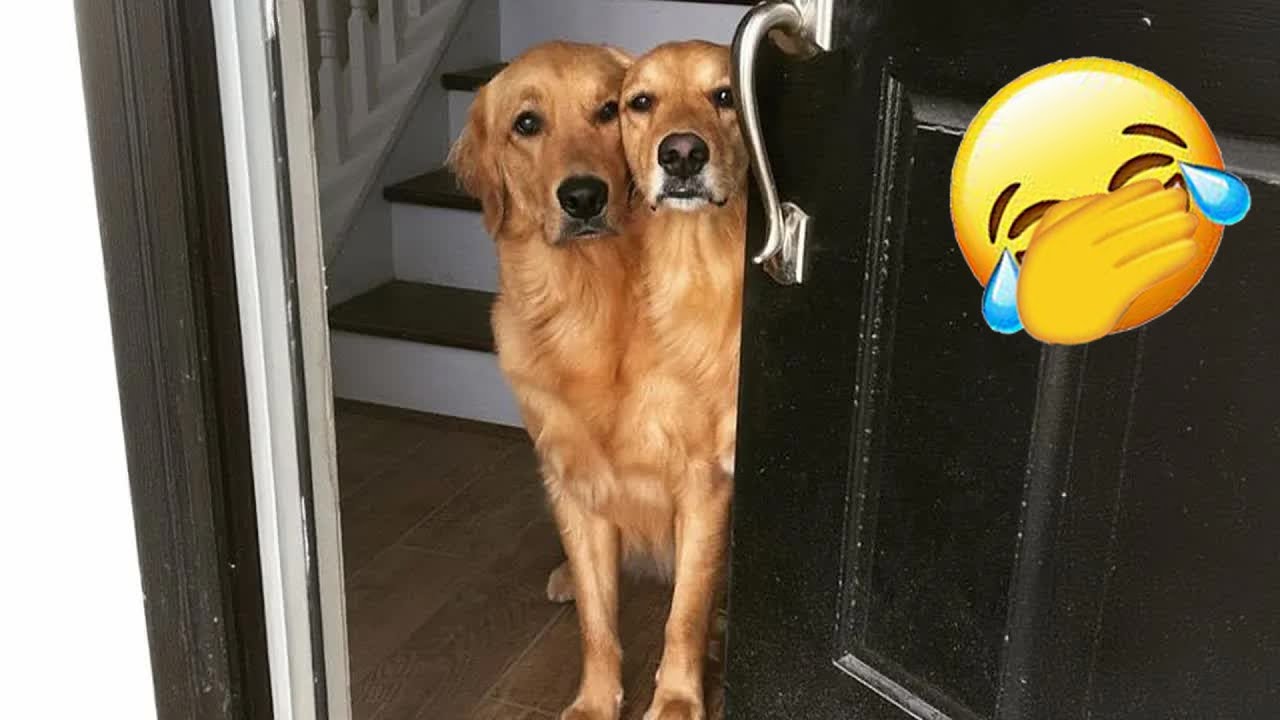 The Funniest DOGS on the Internet 🌞 Super Funny Dog Video 😄 