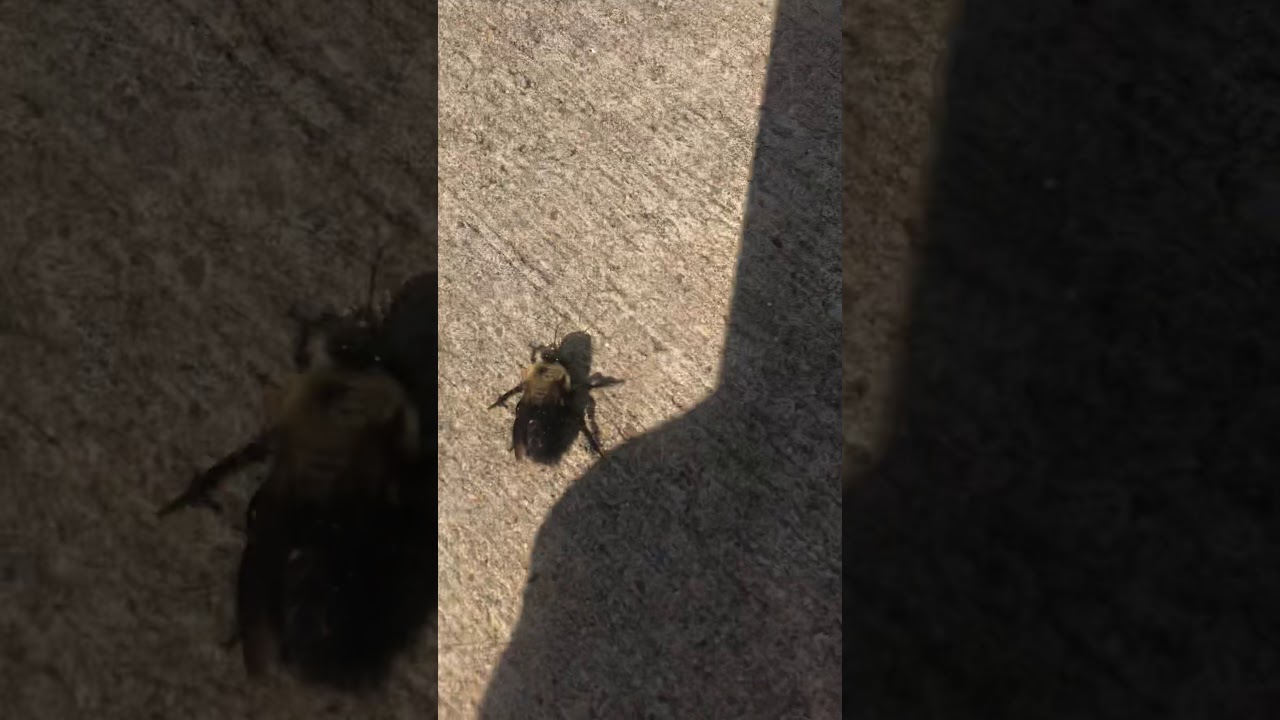 I had visitor today a big bumblebee see spiritual meaning in description box