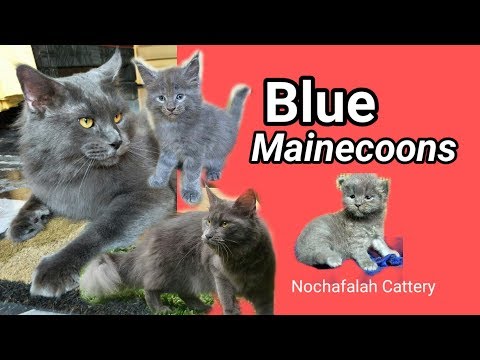 Blue Mainecoons