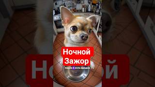 Ночной Зажор? #чихуамарс #собака #смешнойшортс #chihuahua #comedy #прикол #милота #юмор #обжорство