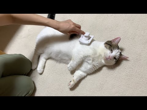 俺も撫でてほしい猫【今日のひのき猫】