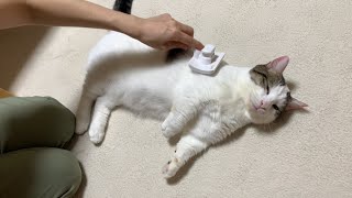 俺も撫でてほしい猫【今日のひのき猫】