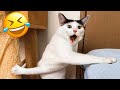 Funniest animals 2023  funniest cats and dogs  part 02  life pawty