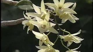 科学映像館　Red Data Plants Dendorobium Tosaense　キバナノセッコク