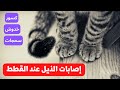 إصابات الذيل عند القطط 
