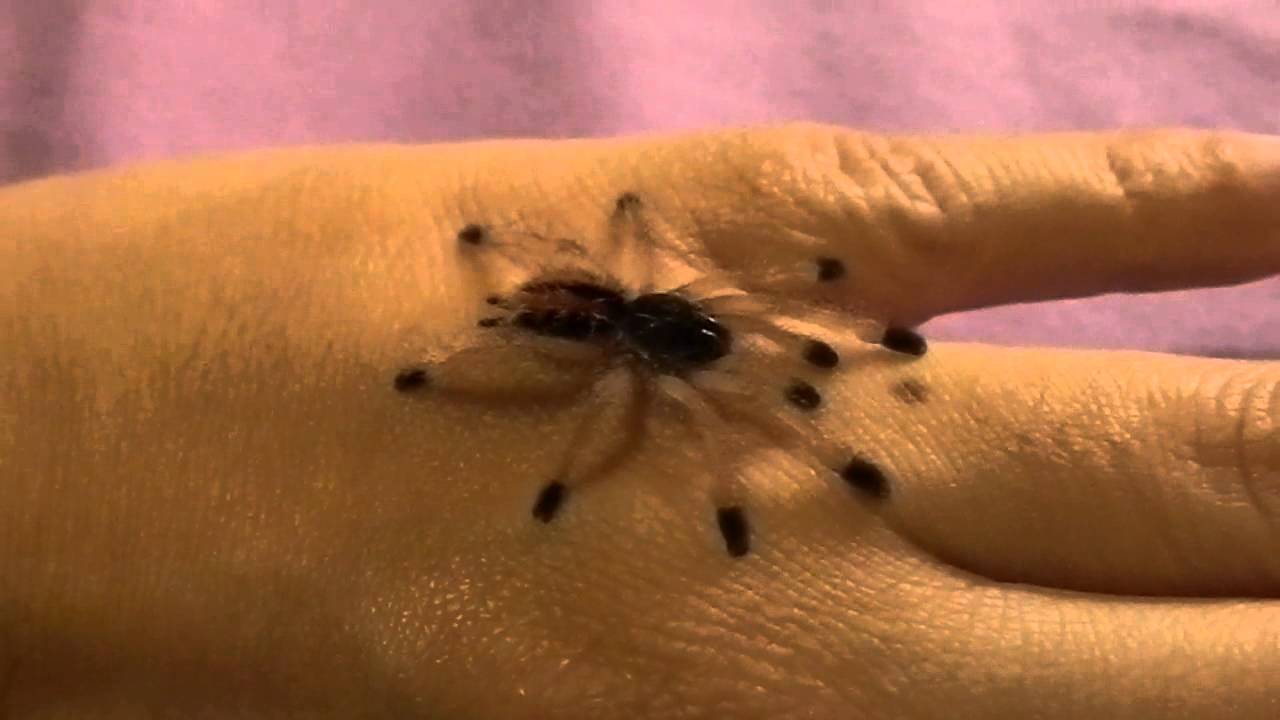 critters attack My little A. metallica.