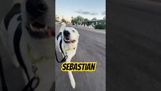 Meet Sebastian 💙🐾 #dog #dogrunning #malabi #cutedog #bigdog #bicycle #dogshorts