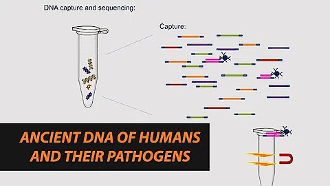 Anne Stone: Ancient DNA of Humans and Their Pathog...