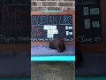 4 week lab puppy pictures! #puppy #babylab #labrador