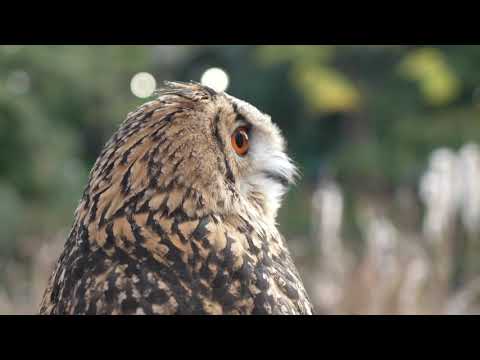 井の頭公園のミミズク