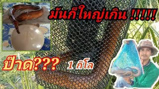 ป๊าด!! นี้มันปลาไหลหรืองูเหลือม! |#ดักปลาไหล | ตัวเดียว 1 กิโล