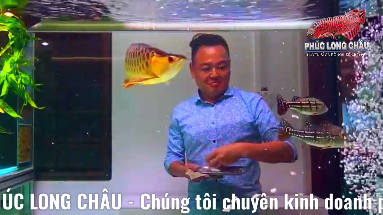 cá cảnh nguyễn thông 2022 Update Cho Cá Rồng Ăn | Cá Rồng PHÚC LONG CHÂU