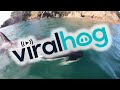 Kayaker's Up Close Encounter with Pod of Orca || ViralHog