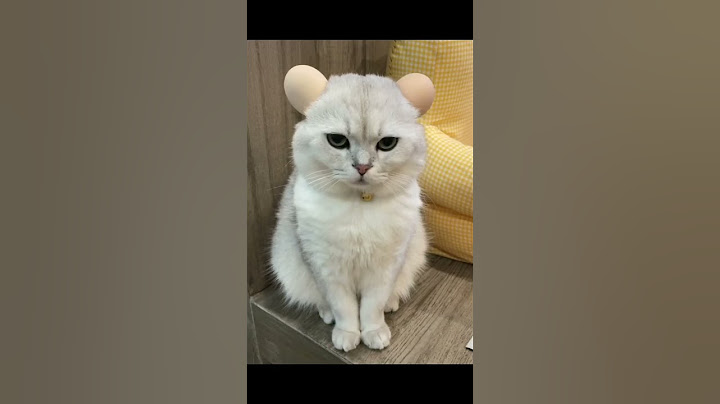 谁能拒绝傻憨憨的小猫咪 猫猫：你怎么没有边界感呀 养猫不就是拿来玩的