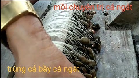 Câu cá ngát, sông soài rạp, mồi bà chằng,khai trương giàn câu đầu năm mới.