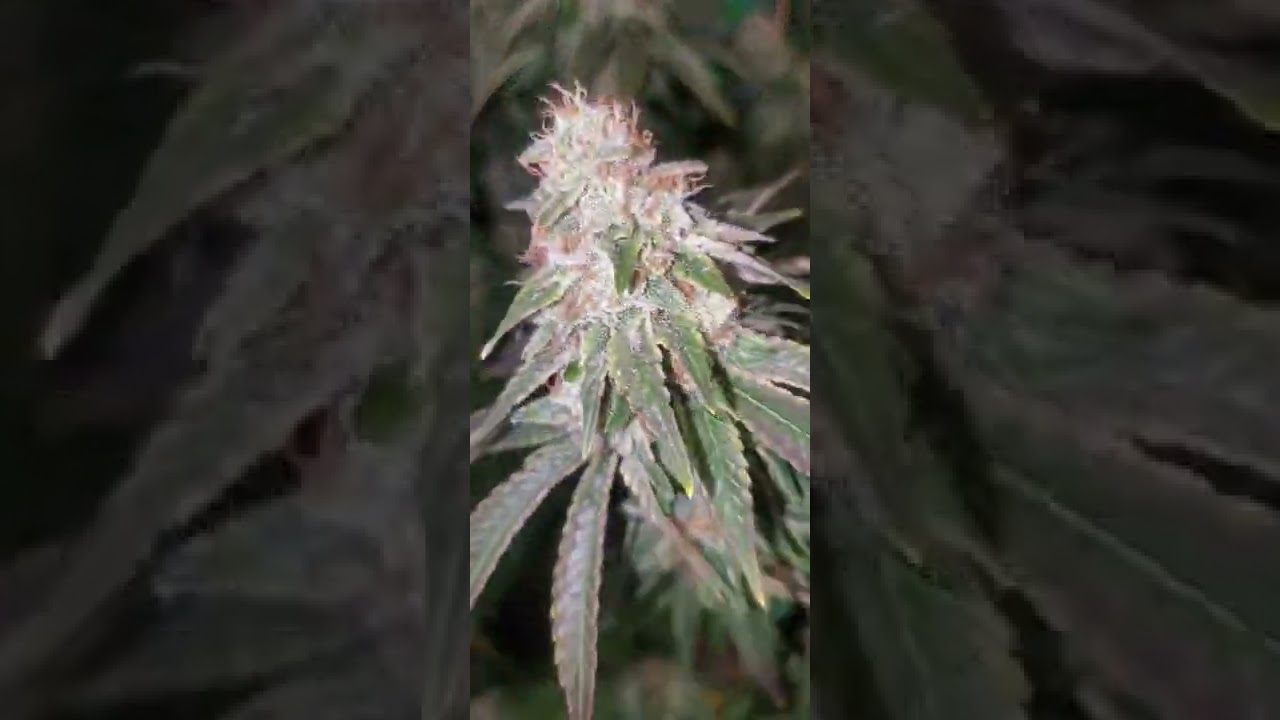 Sour Diesel 💨💨💨 1990's super skunk x chemdog 91