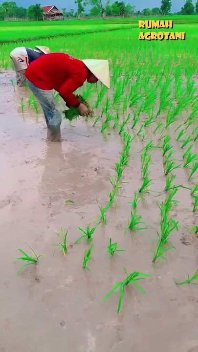 Begini gerakan mesin tanam padi sama seperti petani menanam padi