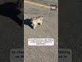 Bobcat leaps at man in Cape Breton, catching him by surprise