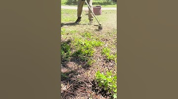 Satisfying Weed Whacking Compilation | Overgrown Grass & Lawn Cleanup #Shorts