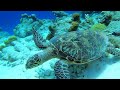 Best of Bonaire Scuba Diving