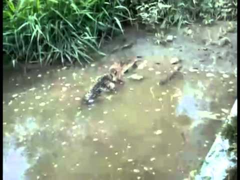 Krokodyl Atakuje - BOOM HEADSHOT ZONE