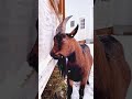 #funny #funnypets #youtube #cat #funnyanimals #youtubeshorts #pets