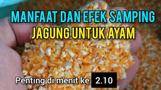 MANFAAT JAGUNG UNTUK AYAM || APAKAH ADA EFEK SAMPINGNYA..???