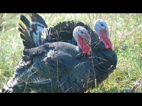 Broad Breasted Bronze Turkey | Large Colourful Robust