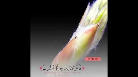 قرآن كريم بصوت القارئ الشيخ عبد الرحمن السديس || حالات واتس اب