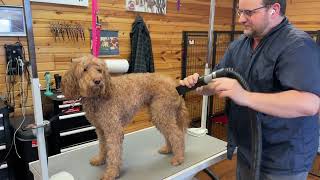 BLOW DRY DOG by Jarrod Whaley 231 views 4 months ago 45 seconds