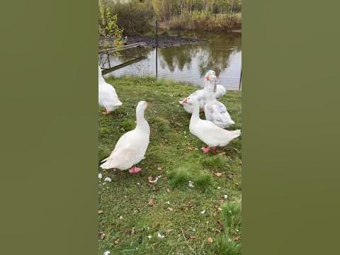 Гуси гуси га га га. Гуси на тусе.😎 #shorts Ярославль. Некрасовская дача ...