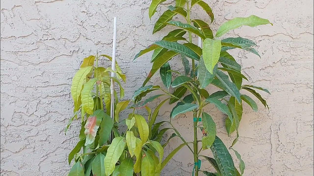 Allspice Trees grow in zones 911 YouTube