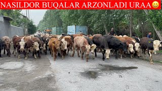 NASILDOR BUQALAR ARZONLADI.BO’MBA NARXLARDA DAXSHAT BUQALAR KELDI JUDA ARZON  NARXLARI