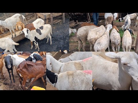 24th June 2026:PRICES OF FEMALE SHEEP AT THE BIGGEST LIVESTOCK MARKET IN GHANA,TURAKU#sheepfarming 