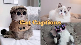TOP 20 CAPTIONS ON CATS | Captions on Cats | Latest Captions on Cats | Trendy Captions