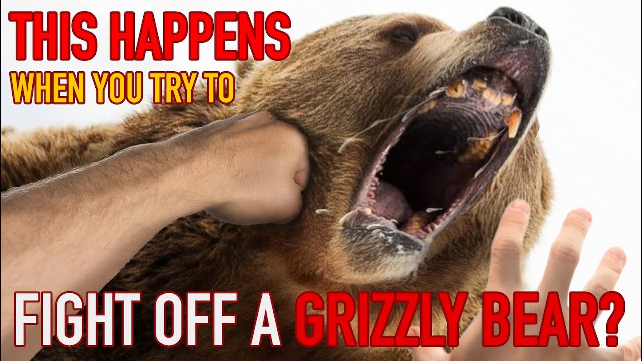 Video: Could you beat up a grizzly bear? Dire lessons from recent