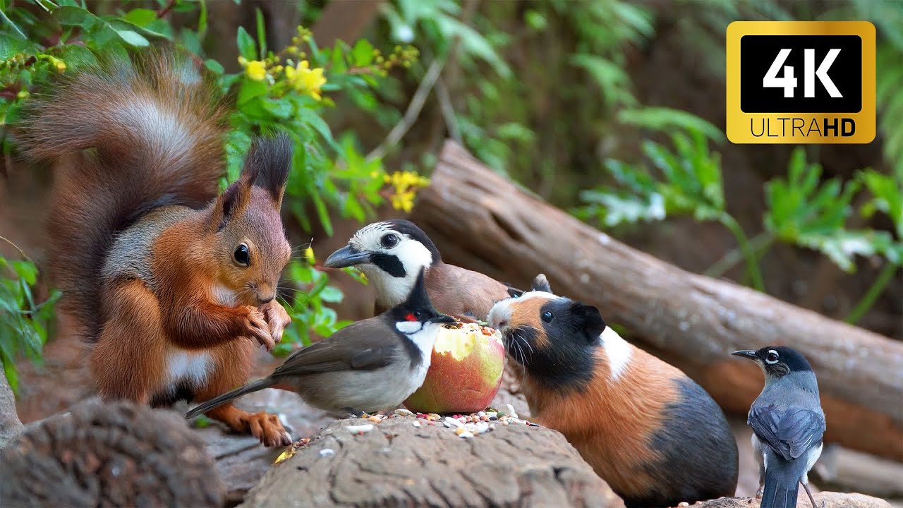 Cat TV for Cats to Watch 😻🌾 Adorable Birds & Squirrels Playing in Soft Autumn Light 🍁 Cat Games 4K