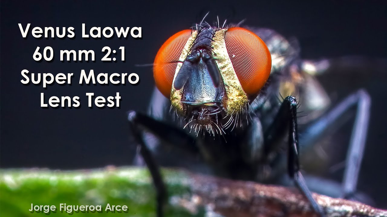 Laowa 60mm f/2.8 2X Ultra-Macro Lens. Test 2 - YouTube