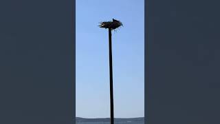 Osprey Nest 4/23  (Maybe Babies?) #ospreys #birds #bird