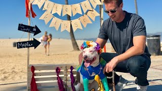 Dog Kissing Booth for Homeless Pit Bull Puppy