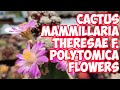 Cactus mammillaria theresae f polytomica flowers