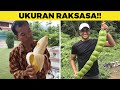 UKURANNYA GEDE BANGET!! BEGINI PENAMPAKAN PISANG & PETAI RAKSASA!!😱