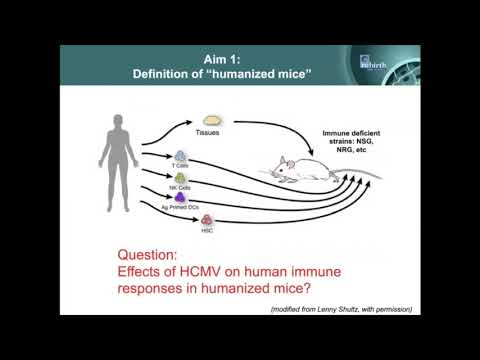 IgG production in humanized mice