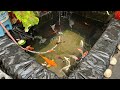 How to clean big size outdoor pondnikhil patle koi pond setup 