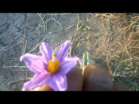 Kiboko Ya Mvuto Wa Mapenzi Na Kukubalika Kwa Halaka