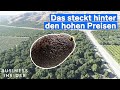 Deshalb sind Avocados so teuer